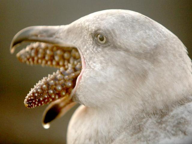 A seagull slowly manages swallowing a starfish at dusk on Wharf No. 2 in Monterey, California. AP Photo