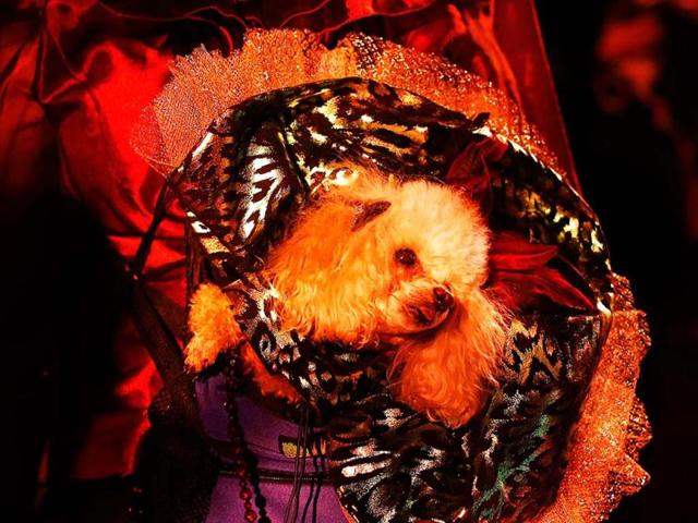 Boo, a Toy Poodle breed, is seen before the start of the New Yorkie Runway Doggie Fashion Show in New York. Reuters/Shannon Stapleton
