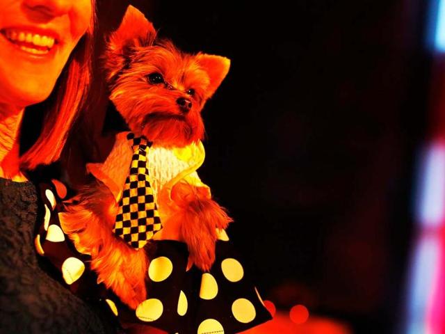 Schmitty, a Yorkshire terrier breed, is seen during a cocktail hour before the start of the New Yorkie Runway Doggie Fashion Show in New York. Reuters/Shannon Stapleton