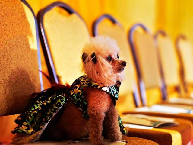Boo, a Toy Poodle breed, sits on a chair before the start of the New Yorkie Runway Doggie Fashion Show in New York. Reuters/Shannon Stapleton