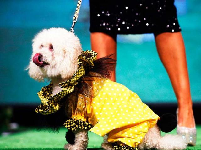 Milo a Poodle and Pomeranian breed mix , sits on the runway of the New Yorkie Runway Doggie Fashion Show in New York. Reuters/Shannon Stapleton