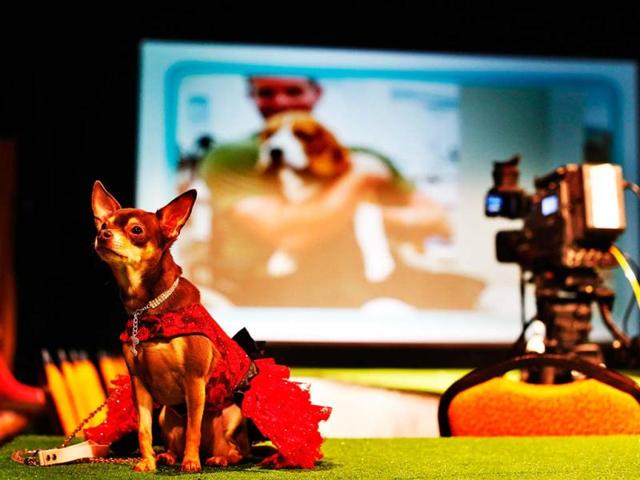 Chai Latte, a Chihuahua breed, sits on the runway before the start of the New Yorkie Runway Doggie Fashion Show in New York. Reuters/Shannon Stapleton