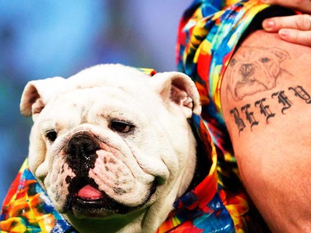 Beefy, a Bulldog breed, sits next to his owner Patrick Clemens on the runway of the New Yorkie Runway Doggie Fashion Show in New York. Reuters/Shannon Stapleton