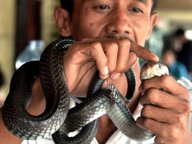 A man holds a cobra he sells for medicine at a Chinese majority business complex in the Indonesian capital city of Jakarta, the country's minority Chinese-Indonesians prepare to celebrate the Chinese New Year. (AFP Photo)