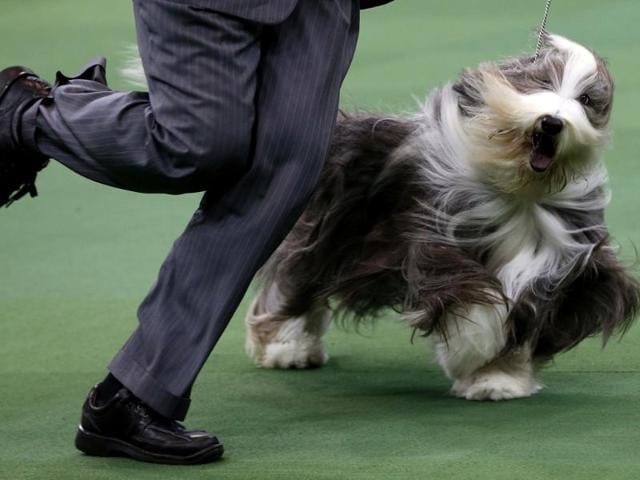 A Bearded Collie runs during competition in the Herding Group at the 137th Westminster Kennel Club Dog Show at Madison Square Garden in New York. Reuters/Mike Segar