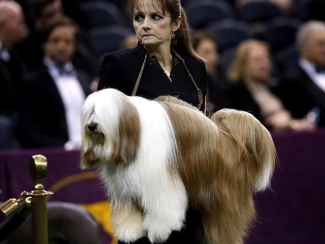 A Tibetan Terrier is carried by a handler to be judged during competition in the Non-Sporting Group at the 137th Westminster Kennel Club Dog Show at Madison Square Garden in New York. Reuters/Mike Segar