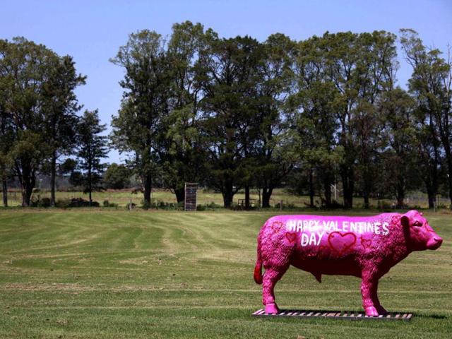 A sculpture in the shape of cow with the words "Happy Valentine's Day" painted on the side, is pictured at a paddock on the outskirts of the town of Nowra, located 150 km (93 miles) south of Sydney. (Reuters)