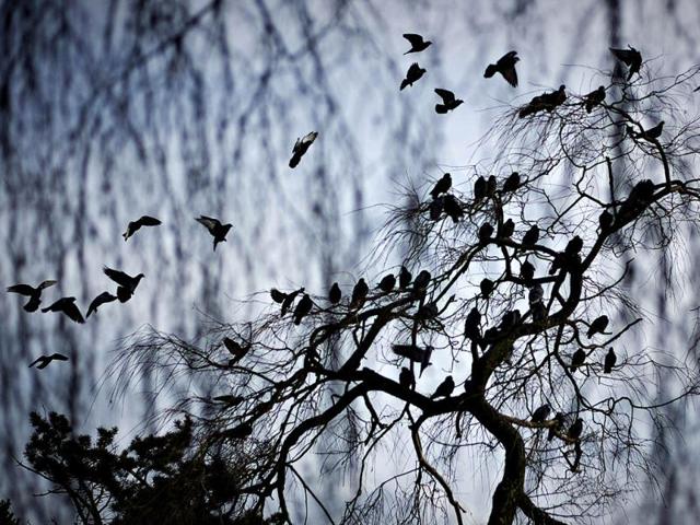 Pigeons gather on a tree in Ambleside Park along the waterfront of West Vancouver, British Columbia. (Reuters)