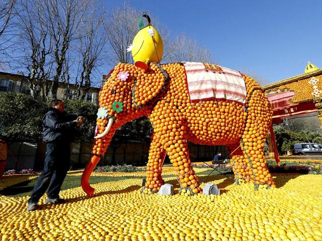A man works on a sculpture called "Massif de l'Inde", made of oranges and lemons in Menton on the French Riviera, ahead of the start of the "Fete du Citron" (lemon carnival). AFP