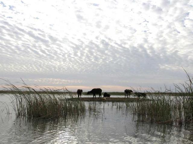 A herd of buffaloes gather by the waters of the Chebayesh marsh in Nassiriya, 300 km (185 miles) southeast of Baghdad. (Reuters)