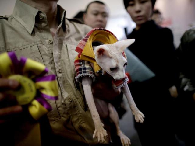 An awarded cat is taken to the stage by a worker at Shanghai Pet Fair in Shanghai, China. (AP)