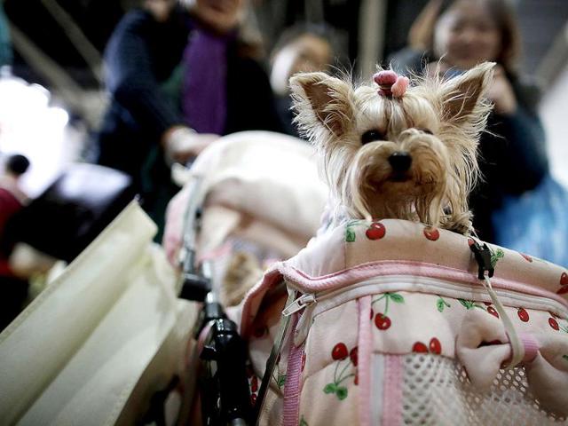 A dog is carried at a baby carriage at Shanghai Pet Fair in Shanghai, China. (AP)