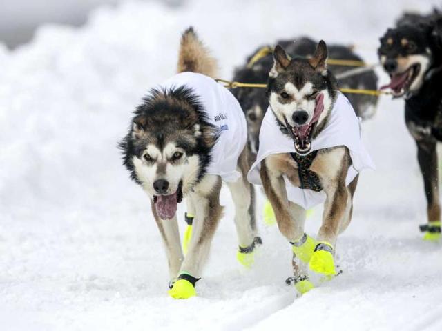 The lead dogs of musher Brent Sass race down 4th Avenue at the ceremonial start to the Iditarod dog sled race in downtown Anchorage, Alaska. (Reuters)