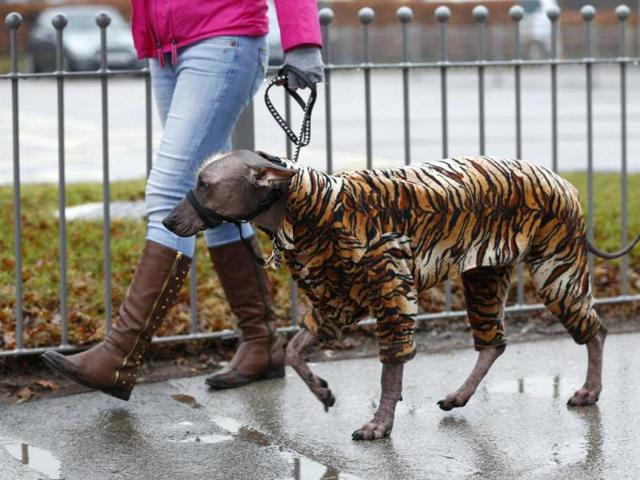 A dog arrives wearing a tiger print coat during the first day of the Crufts Dog Show in Birmingham, central England. REUTERS