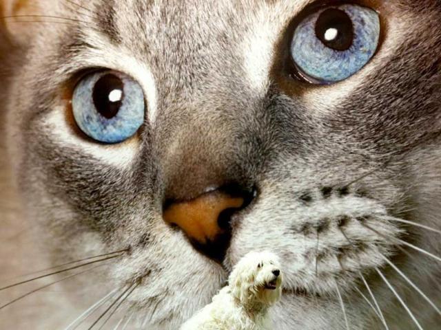 Bailey Bear, a Golden Labradoodle, sits in front of a picture of a cat during the first day of the Crufts Dog Show in Birmingham, central England. REUTERS
