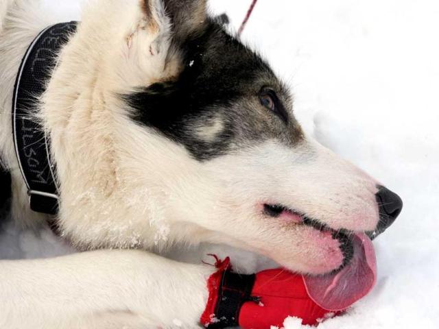 A sled dog in the team of Norwegian musher Joar Leifseth Ulsom removes snow and ice on a bootie after arriving in Unalakleet during the Iditarod Trail Sled Dog Race. AP Photo