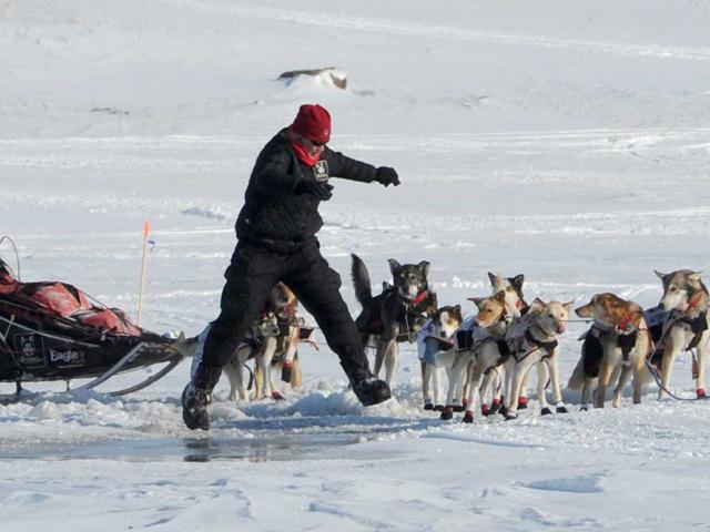 Alaska's famous 1,000-mile Iditarod Trail Sled Dog Race has come down to a furiously contested sprint among veterans. AP photo/Bill Roth