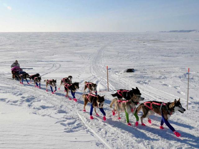 Musher DeeDee Jonrowe arrives in Koyuk during the Iditarod Trail Sled Dog Race. AP photo/Bill Roth