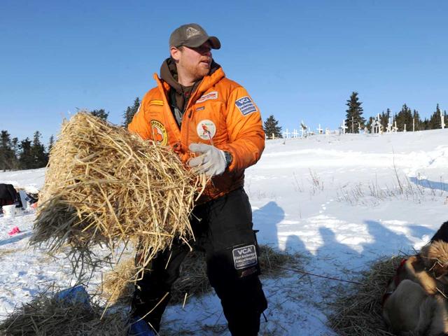 Jake Berkowitz beds down his dogs during the Iditarod Trail Sled Dog Race. AP photo/Bill Roth