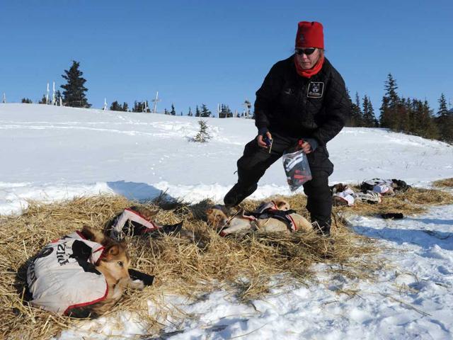 Aliy Zirkle puts booties on her dogs prior to leaving Koyuk. AP photo/Bill Roth