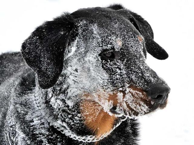 A Beauce Sheep dog covered by snow is pictured in Godewaersvelde, northern France, after a heavy snow storm. (AFP)