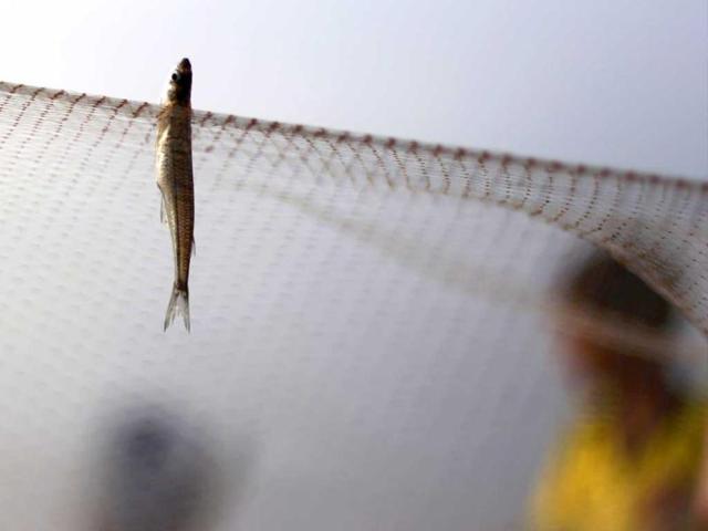 A fish known as Pepesca or Ejote is caught in a fishing net at Lake Ilopango in Ilopango, on the outskirts of San Salvador. Reuters photo