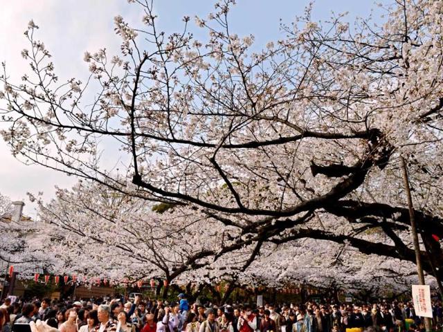 People walk under fully bloomed cherry blossom trees in Tokyo. Tokyo's cherry blossom trees were in full bloom, Japan's weather agency said, marking the second earliest blossoming in the capital on record. AFP/Kazuhiro Nogi