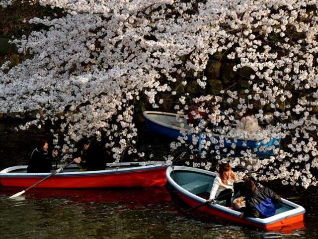 Couples row boats under fully bloomed cherry blossom trees in Tokyo. Tokyo's cherry blossom trees were in full bloom, Japan's weather agency said, marking the second earliest blossoming in the capital on record. AFP/Kazuhiro Nogi