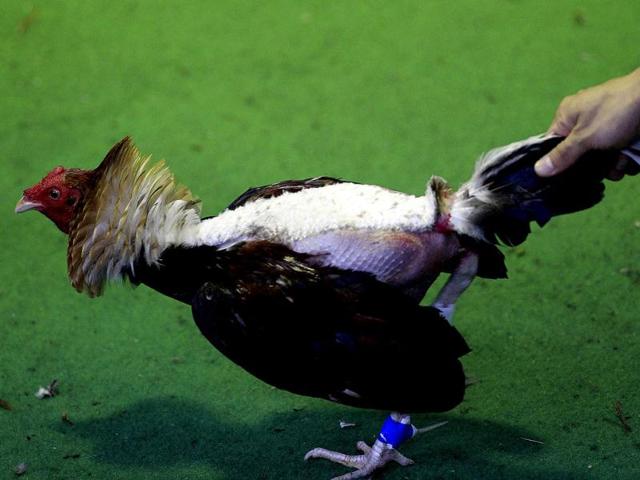 A rooster is seen during the IV World Cockfighting Championship in Cali. The championship will feature competitors from Peru, Dominican Republic, Puerto Rico, Venezuela, Ecuador among other countries. Reuters photo