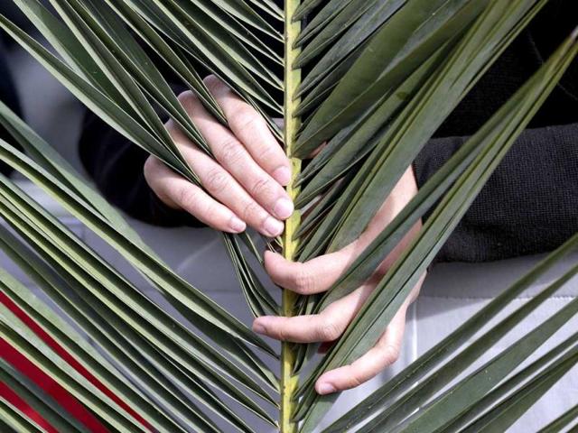 A faithful holds a palm frond as he waits for Pope Francis at the Palm Sunday mass at Saint Peter's Square at the Vatican. Reuters