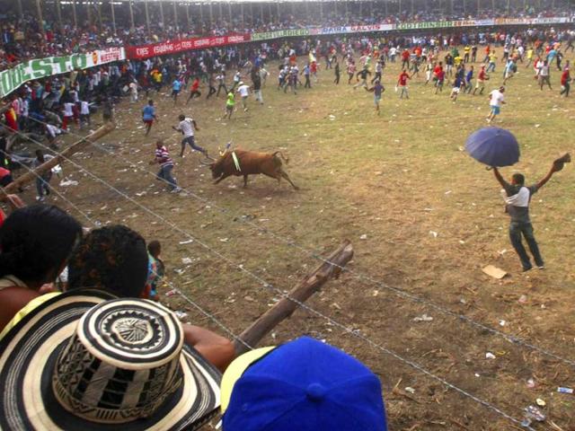 A flagger is chased by a bull during a traditional "Corraleja" or bullfight in Arjona, Bolivar. Reuters