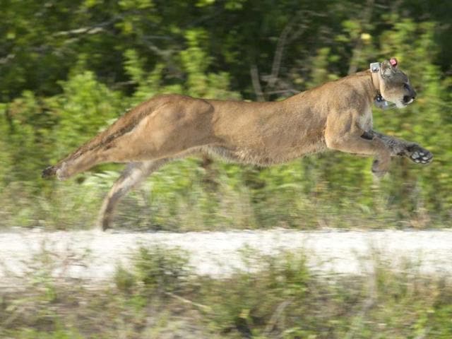 A Florida panther, rescued as a kitten, released back into the wild in the Florida Everglades. AP photo
