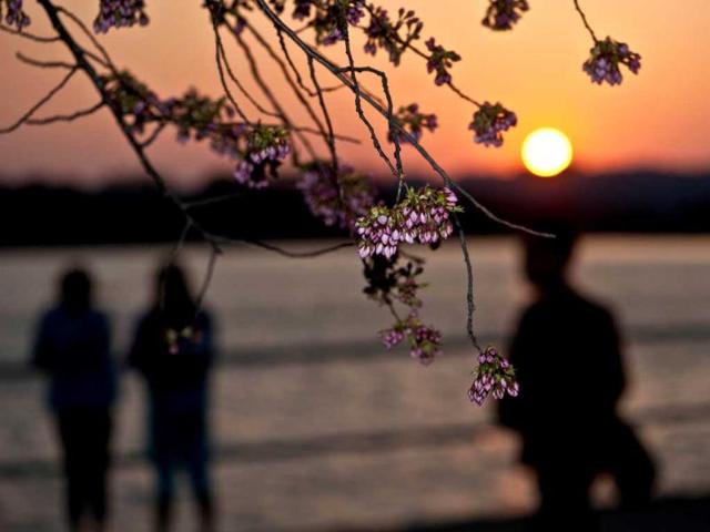 People enjoy the sunset on the Tidal Basin as cherry blossoms begin to bloom in Washington. The peak of the cherry blossom season is expected in the next few days. AFP photo