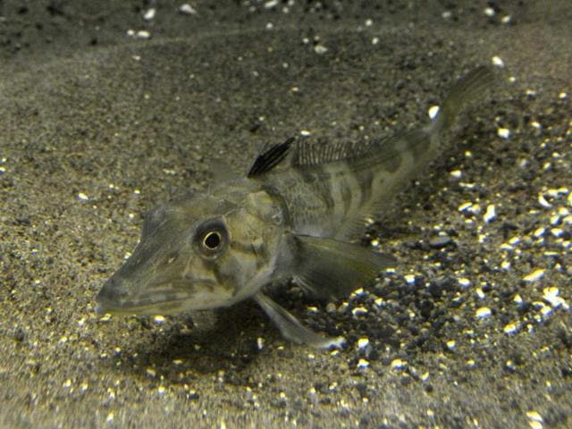 antarctic ice fish