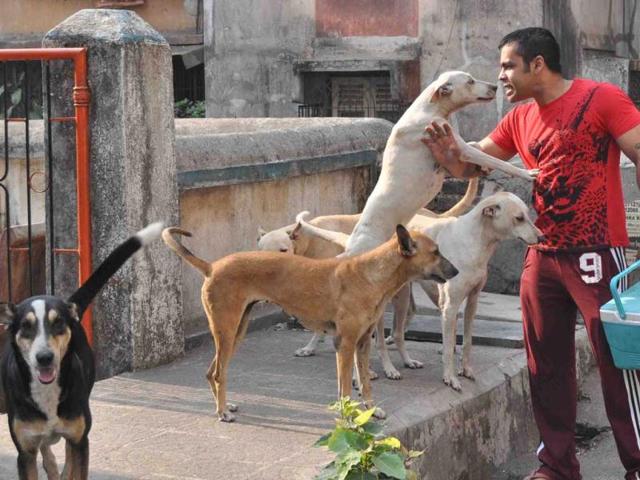 Abhishek Bhowmick dedicated his life to the welfare of animals. He lives in Goregaon, but wakes up at 5:30am every day, travels to his parents colony in Dombivli and feeds 30 hungry mutts. The moment he steps foot in the society, they all charge towards him. “It’s almost like that cheesy scene from Kabhi Khushi Kabhi Gham when SRK enters the house and Jaya [Bachchan] can feel his presence. My dogs are damn filmi.” (Photo: Rishikesh Choudhary)