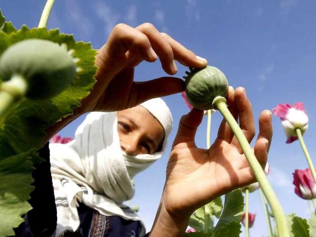 A boy works at a poppy field in Jalalabad province, Afghanistan. Reuters photo