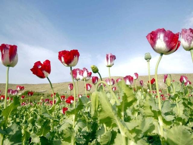 Poppy flowers are seen in full bloom in a field in the eastern province of Jalalabad, Afghanistan. Reuters photo