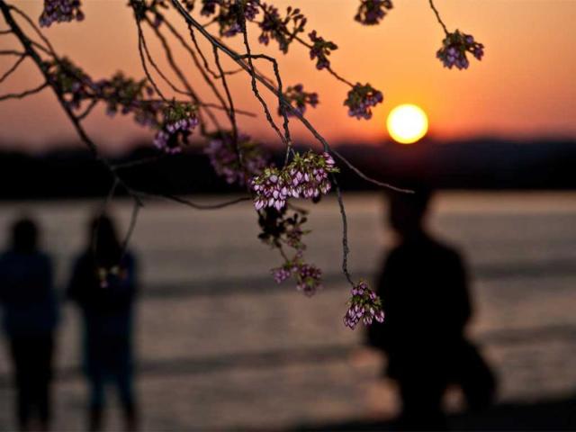 People-enjoy-the-sunset-on-the-Tidal-Basin-as-cherry-blossoms-begin-to-bloom-in-Washington-Photo-AFP-Nicholas-Kamm People-enjoy-the-sunset-on-the-Tidal-Basin-as-cherry-blossoms-begin-to-bloom-in-Washington-Photo-AFP-Nicholas-Kamm