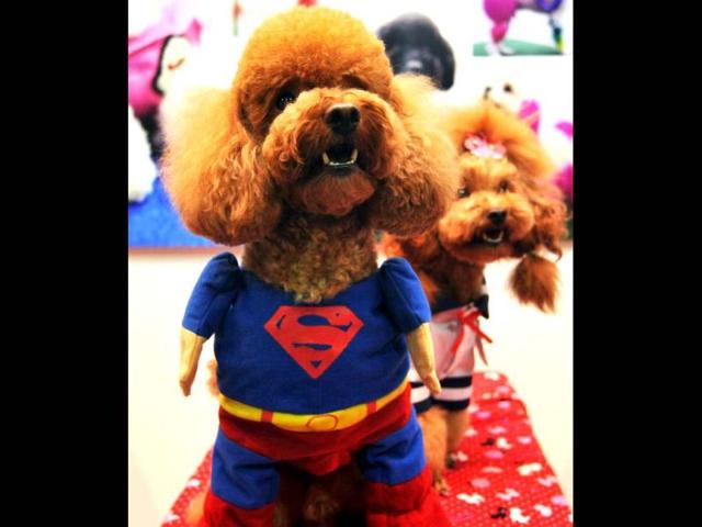A dog is dressed in a superman costume at a pet trade fair in Taipei. AFP photo
