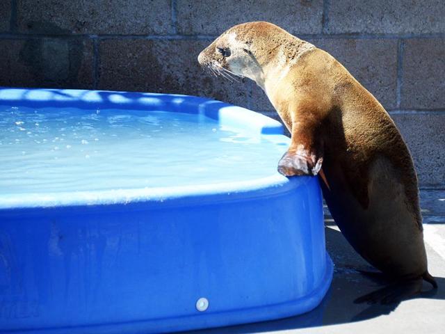 A recovering young sea lion heads towards a pool of water at the Marine Mammal Care Center at Fort MacArthur in San Pedro, California. AFP