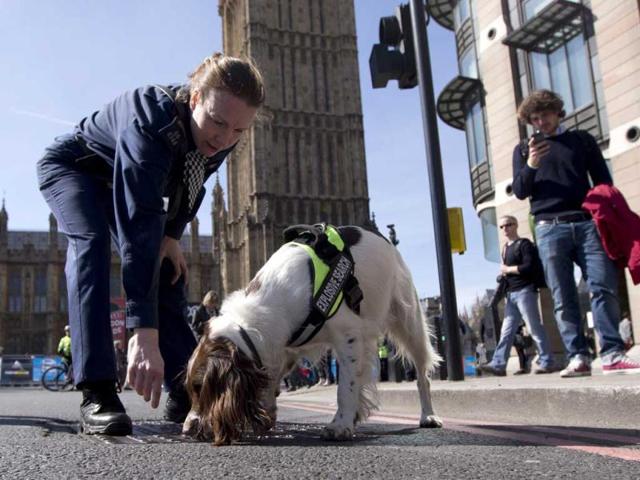 Lulu a member of a British police explosive dog search team patrols with her handler during the London Marathon. The London Marathon started in defiant mood on a glorious sunny morning Sunday despite concerns raised by the bomb attacks on the Boston Marathon six days ago. London's is the first major international marathon since the double bomb attack near the finish line in Boston, which left three people dead and more than 170 injured, including many who are still hospitalized. AP Photo