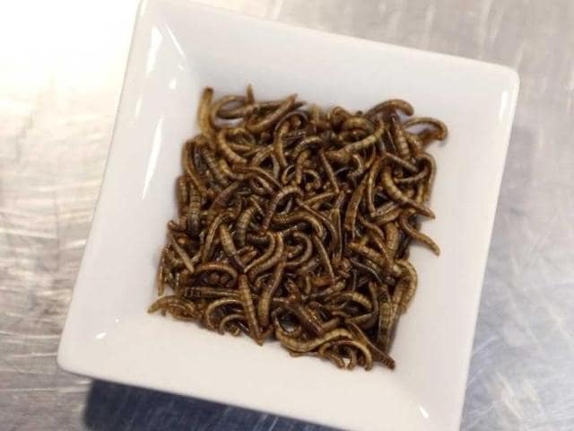 Picture of a dish of worms taken in the kitchen of "Aphrodite", the restaurant of French Michelin-starred Chef David Faure in Nice, southeastern France. Chef David Faure proposed dishes composed with worms and crickets. (AFP)