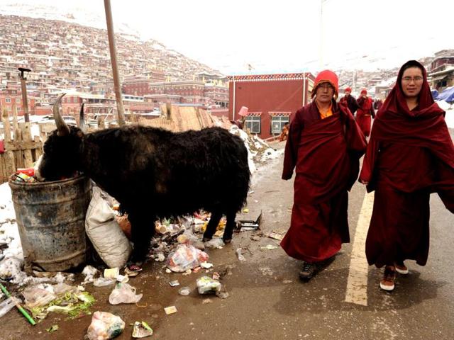 Buddhist monks pass a yak in Seda Monastery, the largest Tibetan Buddhist school in the world, with up to 40,000 monks and nuns in residence for some parts of the year. (AFP)