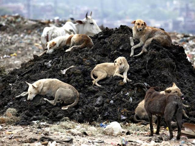 Around 1800 street dogs hang around the Ghazipur landfill site in east Delhi. These have been captured from the streets in other parts of the city. HT Photo/Raj K Raj 