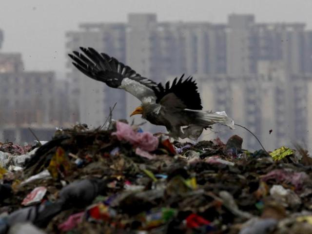 A scavenging bird rummages for food through the garbage heaps in the Ghazipur landfill site in east Delhi. HT Photo/Raj K Raj 
