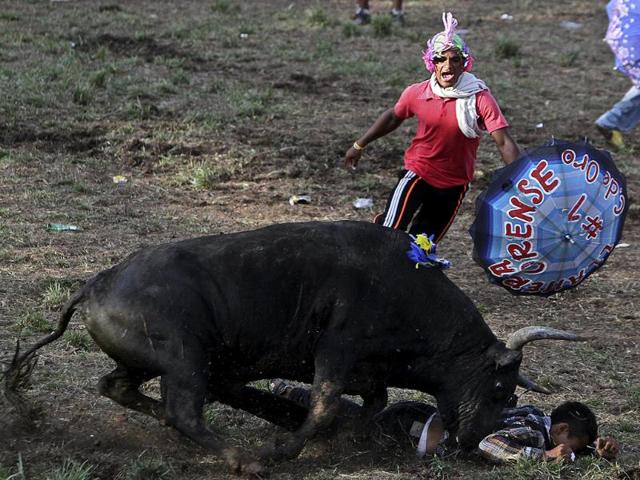 A man is hit gored by a bull during a Corraleja in Momil, Cordoba. Corralejas are traditional bullfight that take place in the Colombian Caribbean Region. AFP