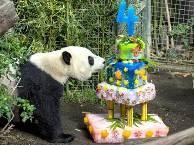 Yun Zi, a male giant panda, checks out his birthday cake at the San Diego Zoo. (AP Photo)