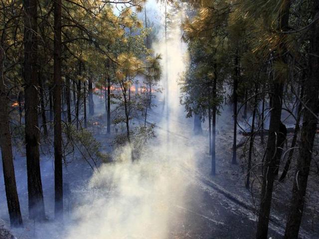 The late afternoon sun shines through smoke as fire creeps through the forest at the Rim Fire just outside of Yosemite National Park, California. Reuters photo