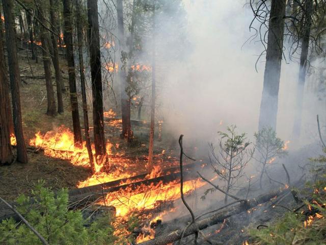 Fire creeps through the forest at the Rim Fire just outside of Yosemite National Park, California. Reuters photo