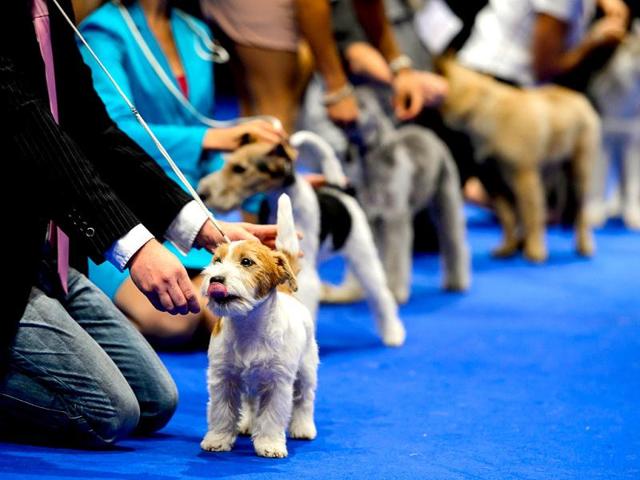 Dog waits for the award ceremony during the European Dog Show on August 30, 2013 in Geneva. AFP